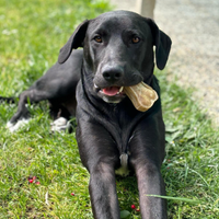 Cane in adozione
