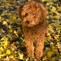 Barboncino maschio Nano color albicocca per monta