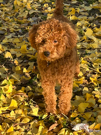 Barboncino maschio Nano color albicocca per accopp