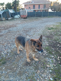 Femmina di Pastore Tedesco