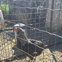 Galli
