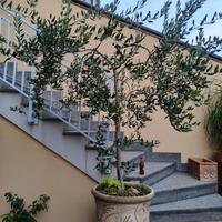 pianta di ulivo e vaso.