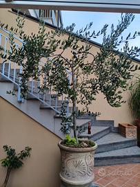 pianta di ulivo e vaso.