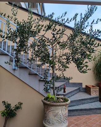 pianta di ulivo e vaso.