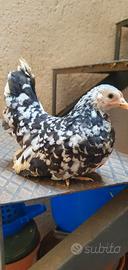 Nagasaki japanese bantam chabo mottled