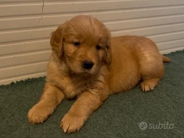 Golden Retriever 100% Americana