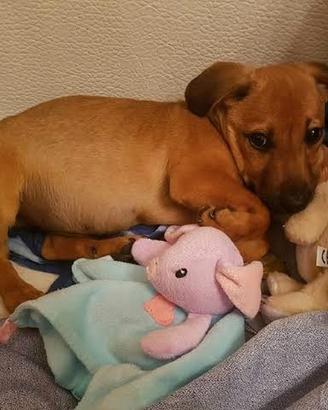 Cuccioli di potty