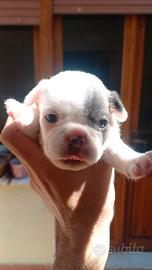 Bulldog francese
