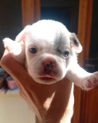 Bulldog francese