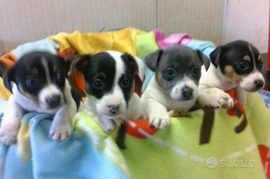 Cuccioli Jack Russel