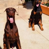 Dobermann