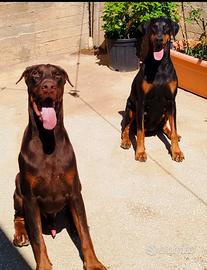 Dobermann