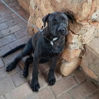 Cane corso