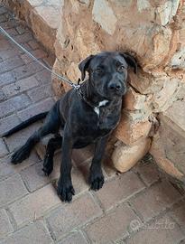 Cane corso