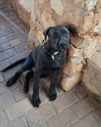 Cane corso