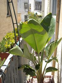 Lecce Centro Storico Appartamento tre singole