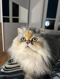 Scottish Highlangs Longair puro da riproduzione