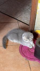 Scottish fold
