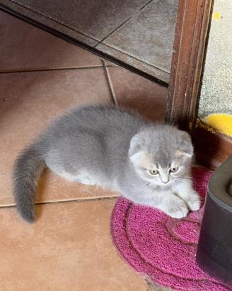 Scottish fold