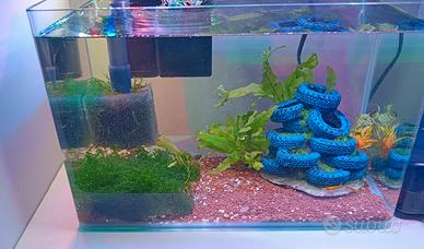 caridinai Orange Red Rili blu Dreams Yellow Fire n