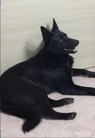 Pastore tedesco nero