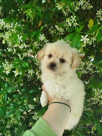 Shitzu/Pomerian