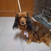 Bassotto pelo lungo x monta