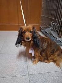 Bassotto pelo lungo x monta