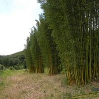 BAMBOO GIGANTE