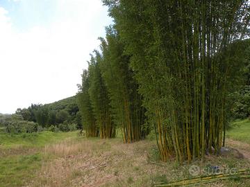 BAMBOO GIGANTE