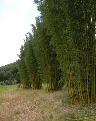 BAMBU BAMBOO GIGANTI