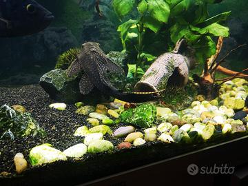 Pesci Synodontis, plecostomus e ancistrus