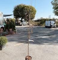 Piante melograno 
