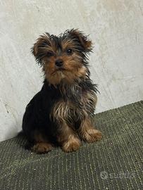 Cuccioli yorkshire