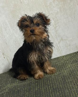 Cuccioli yorkshire