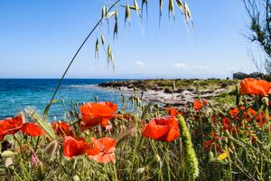 Accogliente con vista mare