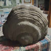 Fungo dell'esca decorativo L 33 cm H 25 S 14 2 kg