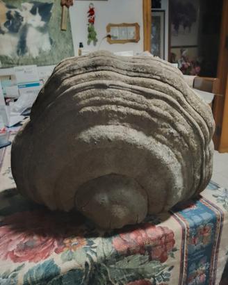 Fungo dell'esca decorativo L 33 cm H 25 S 14 2 kg