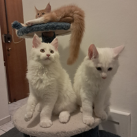 Cuccioli maine coon di 3 mese