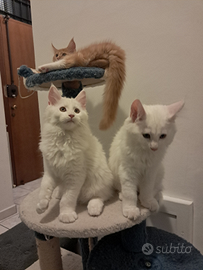 Cuccioli maine coon di 3 mese