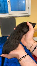 Bengal black melanistic rarissimo