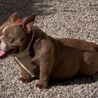 American Bully Micro Exotic Femmina Cioccolato
