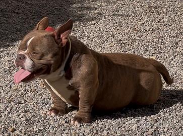 American Bully Micro Exotic Femmina Cioccolato