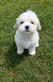 Maltipoo