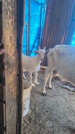 Animal