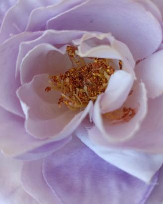 fiore galleggiante peonia per decorazione 