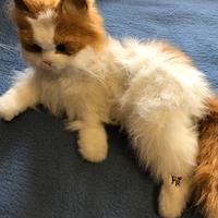 Giocattolo gatto interattivo