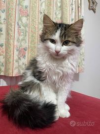 Gatto europeo adozione
