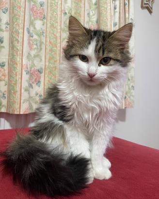 Gatto europeo adozione