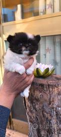 Spitz